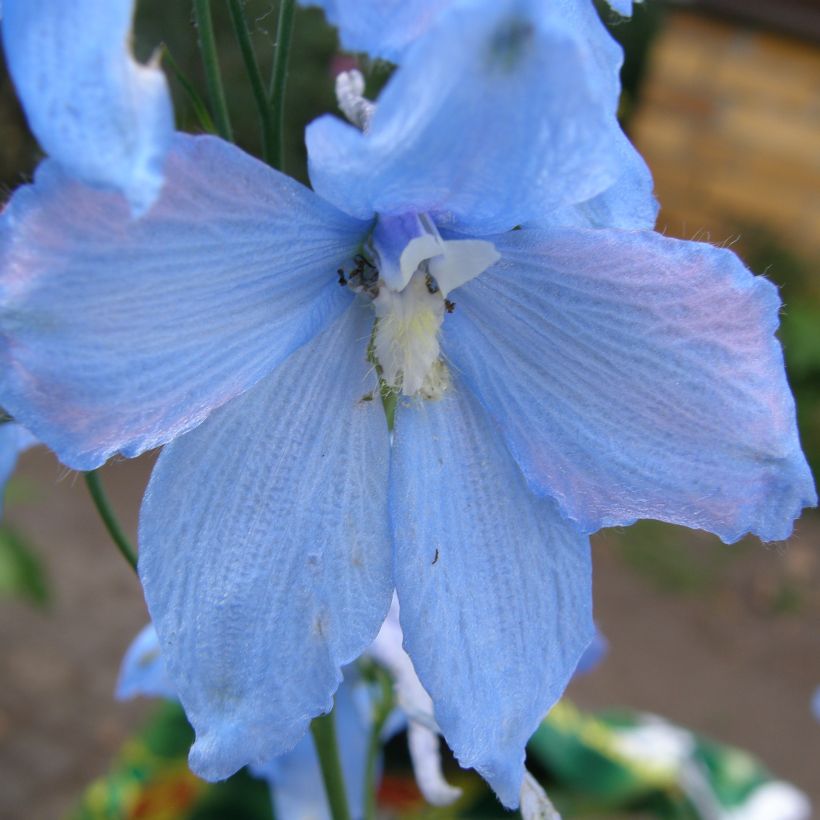 Delphinium belladonna Ballkleid - Pied d'Alouette vivace (Flowering)