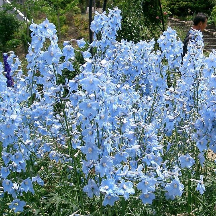 Delphinium belladonna Ballkleid - Pied d'Alouette vivace (Plant habit)