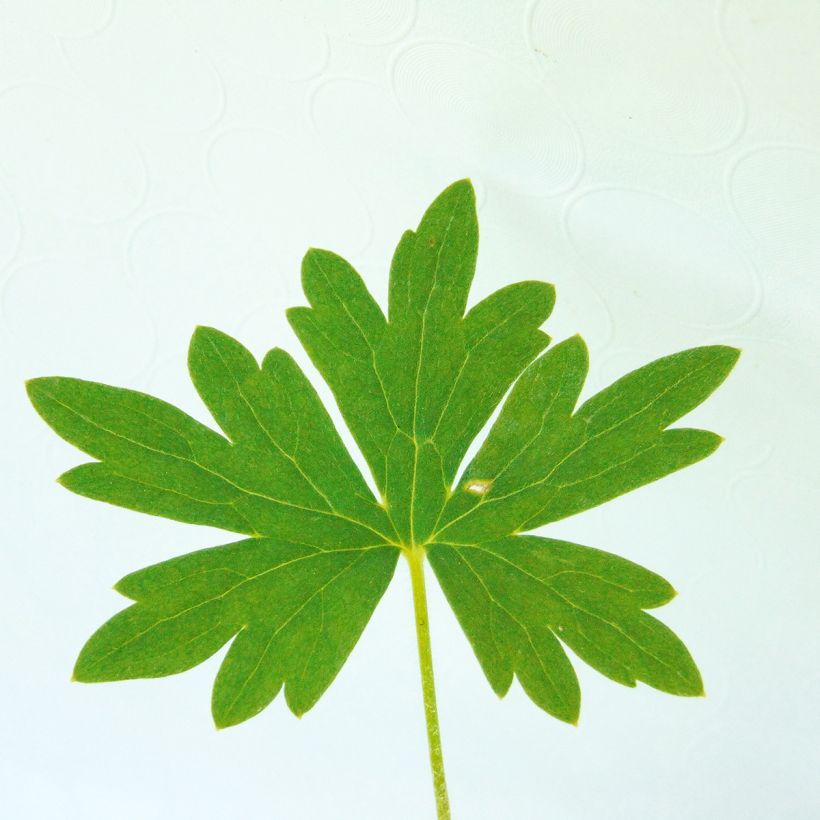 Delphinium belladonna Ballkleid - Pied d'Alouette vivace (Foliage)