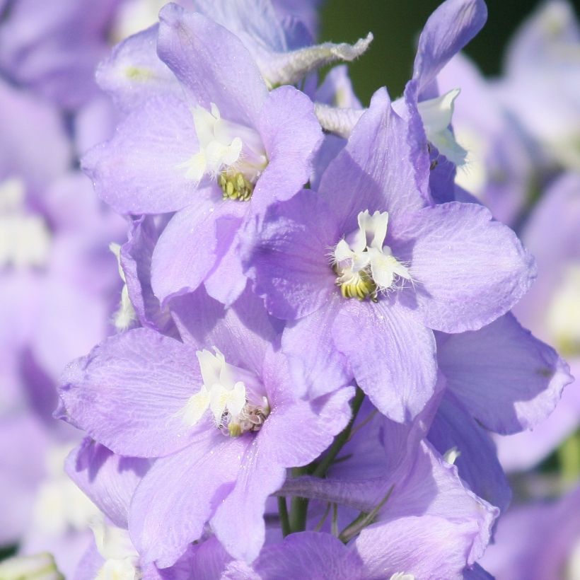 Delphinium belladonna Capri - Pied d'Alouette vivace (Flowering)