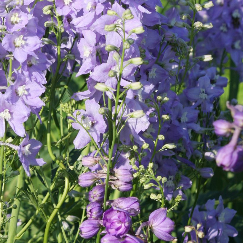 Delphinium belladonna Capri - Pied d'Alouette vivace (Plant habit)