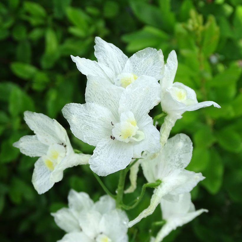 Delphinium belladonna Casablanca - Pied d'Alouette vivace (Flowering)