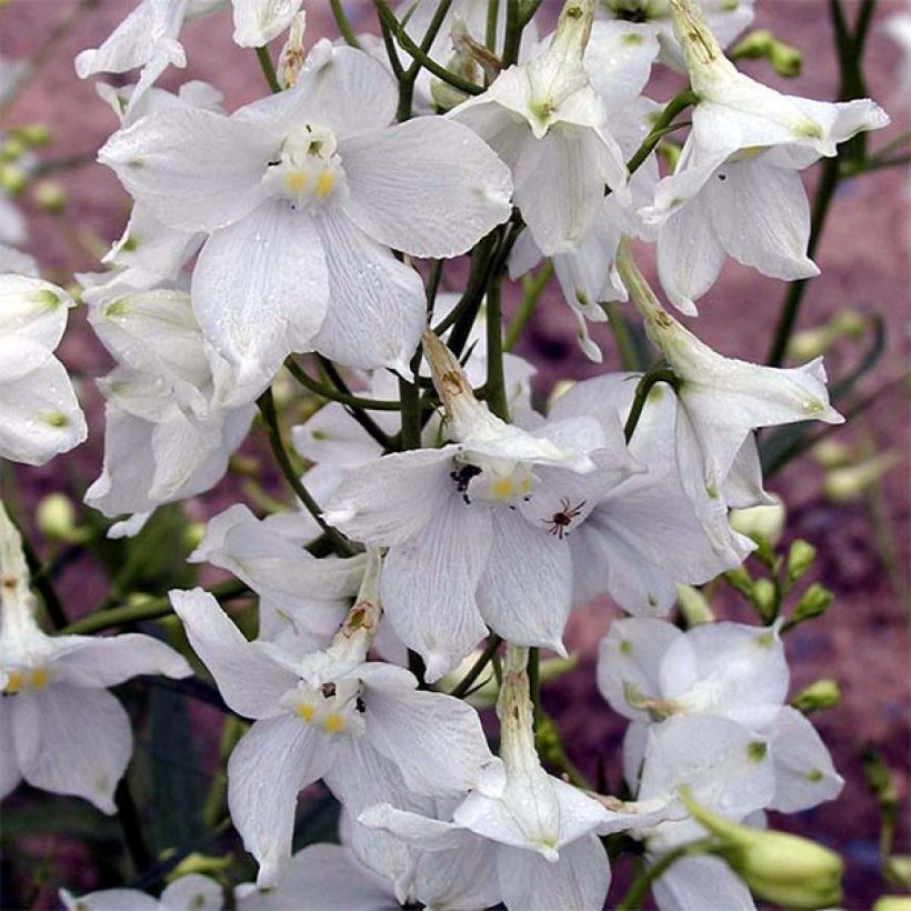 Delphinium belladonna Moerheimii - Pied d'Alouette vivace (Flowering)