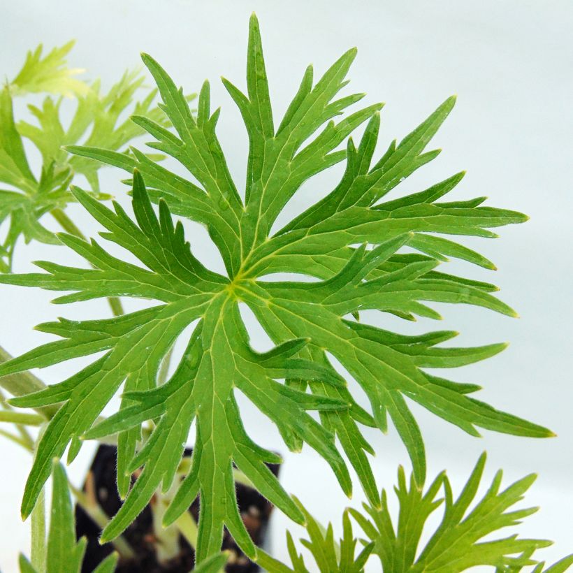 Delphinium belladonna Moerheimii - Pied d'Alouette vivace (Foliage)