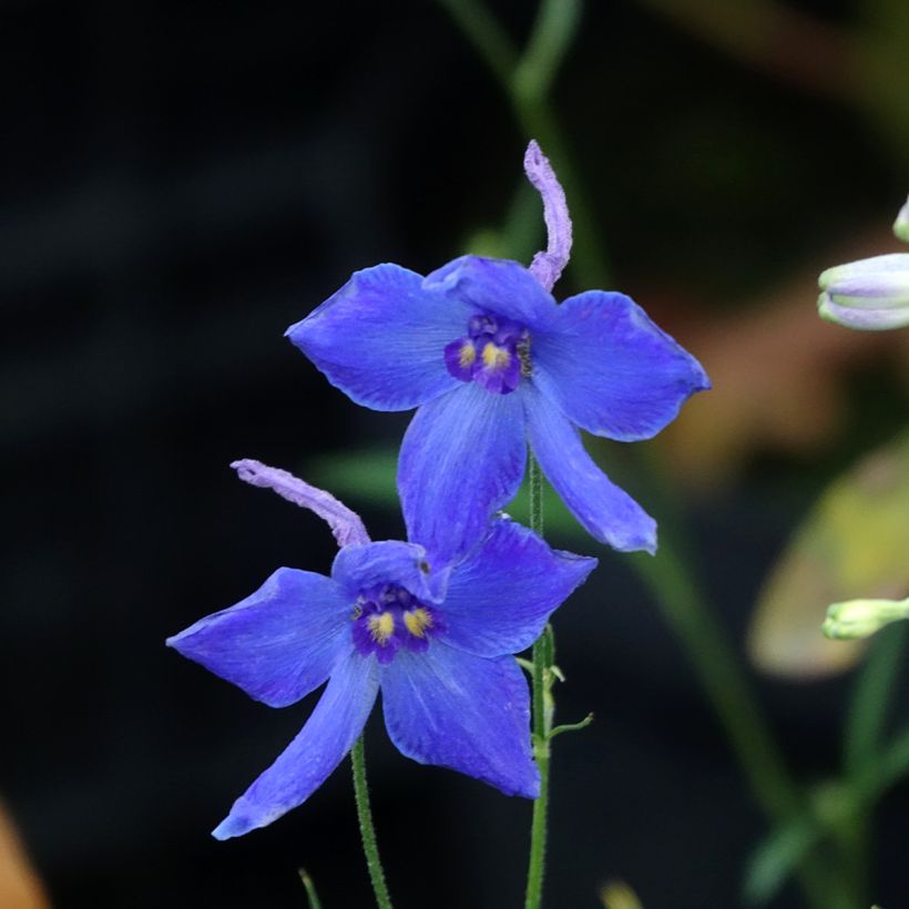 Delphinium belladonna Völkerfrieden - Pied d'Alouette vivace (Flowering)