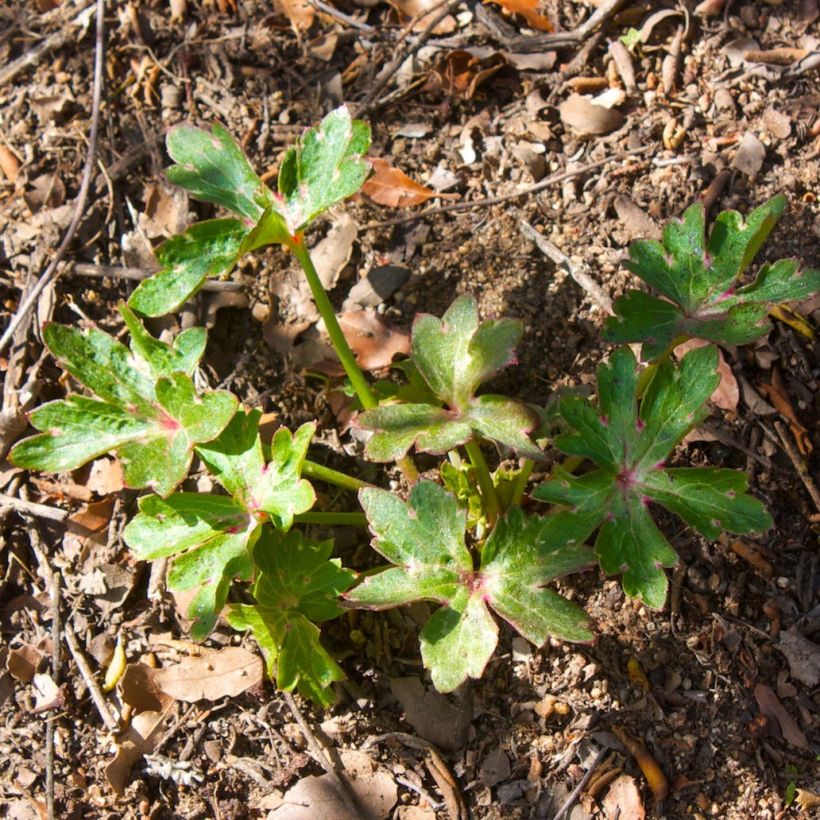 Delphinium cardinale - Pied d'Alouette vivace (Foliage)