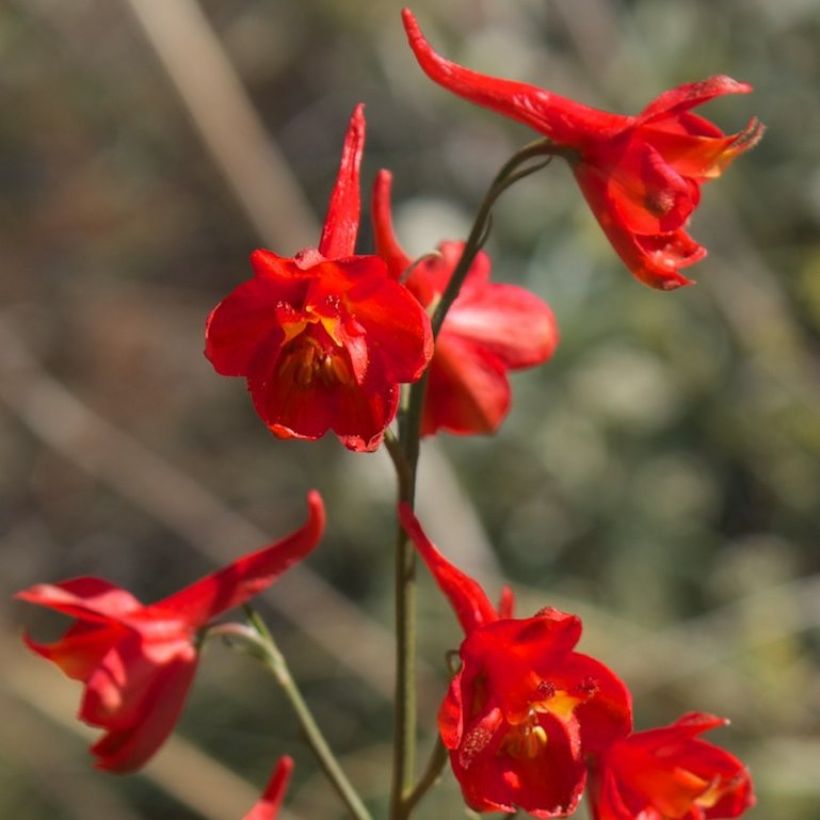 Delphinium cardinale - Pied d'Alouette vivace (Flowering)