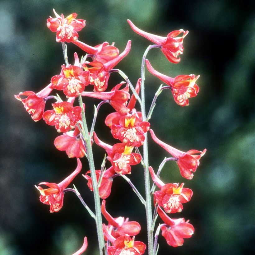 Delphinium cardinale - Pied d'Alouette vivace (Plant habit)