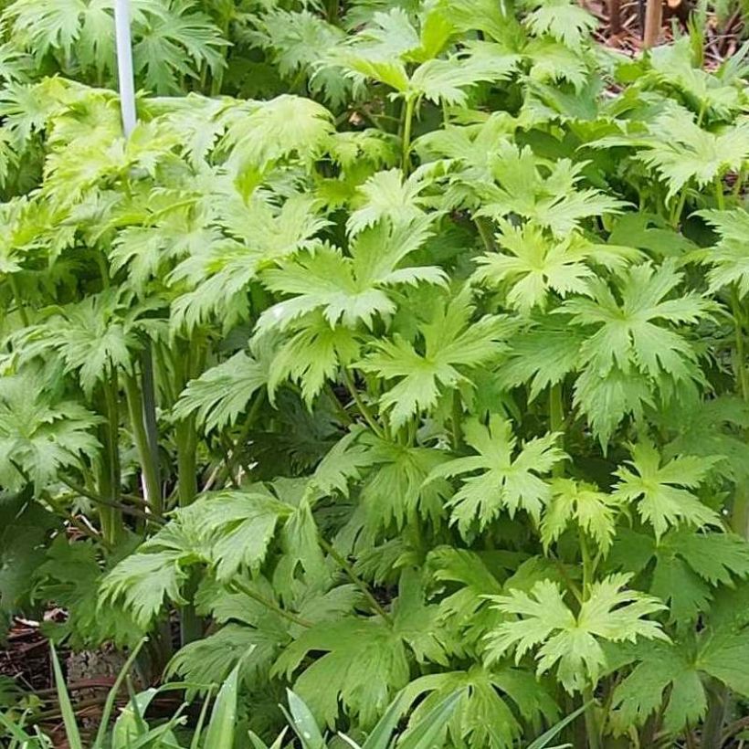 Delphinium elatum Morning Lights - Pied d'Alouette vivace (Foliage)