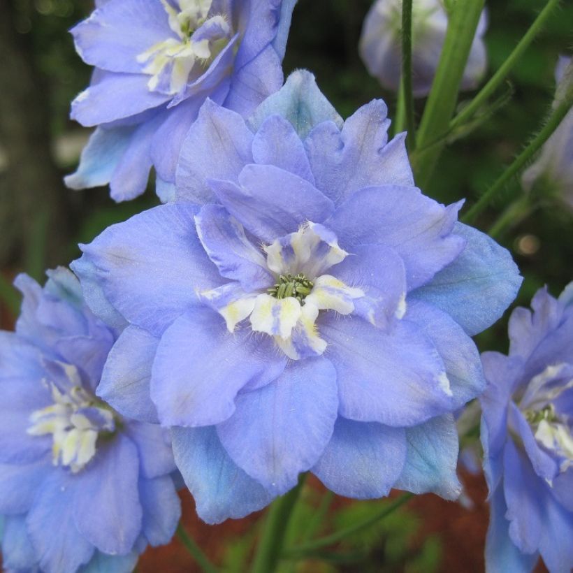 Delphinium elatum Morning Lights - Pied d'Alouette vivace (Flowering)