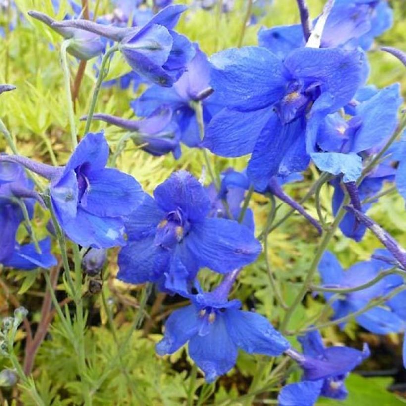 Delphinium grandiflorum Blauer Zwerg - Pied d'Alouette Blauer Zwerg (Flowering)