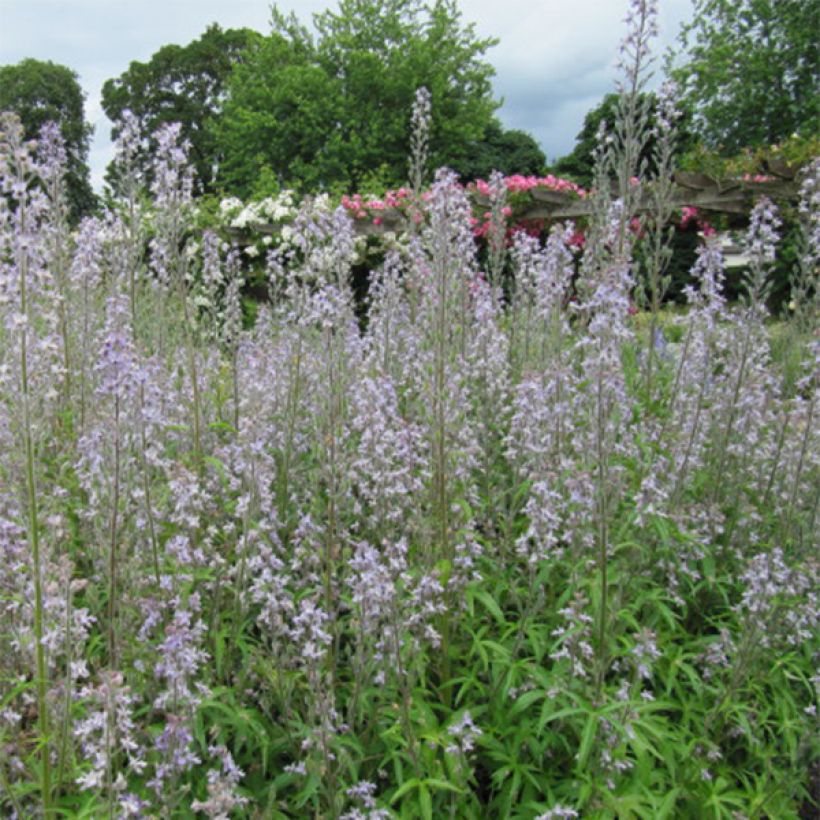 Delphinium requienii - Pied d'Alouette (Flowering)