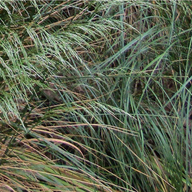 Deschampsia flexuosa - Canche flexible, flexueuse (Foliage)