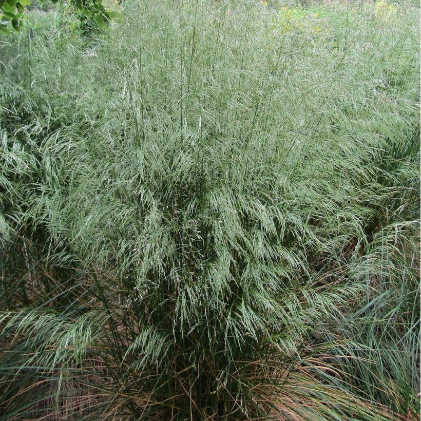 Deschampsia flexuosa - Canche flexible, flexueuse (Plant habit)