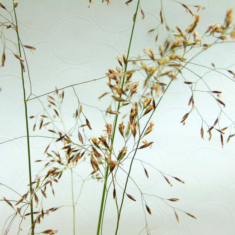 Deschampsia cespitosa - Canche cespiteuse (Flowering)
