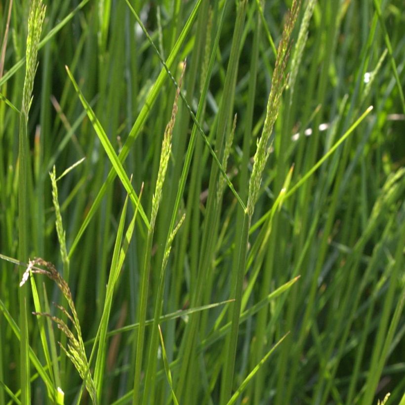 Canche cespiteuse Northern Lights - Deschampsia cespitosa  (Foliage)