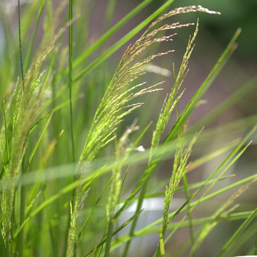 Canche cespiteuse Northern Lights - Deschampsia cespitosa  (Flowering)