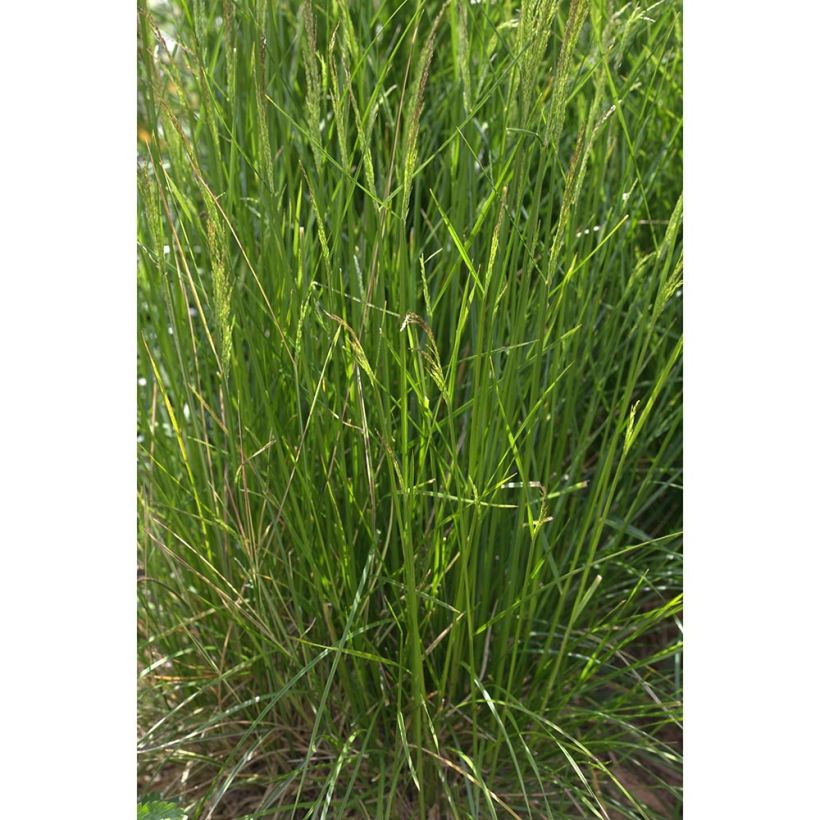 Canche cespiteuse Northern Lights - Deschampsia cespitosa  (Plant habit)