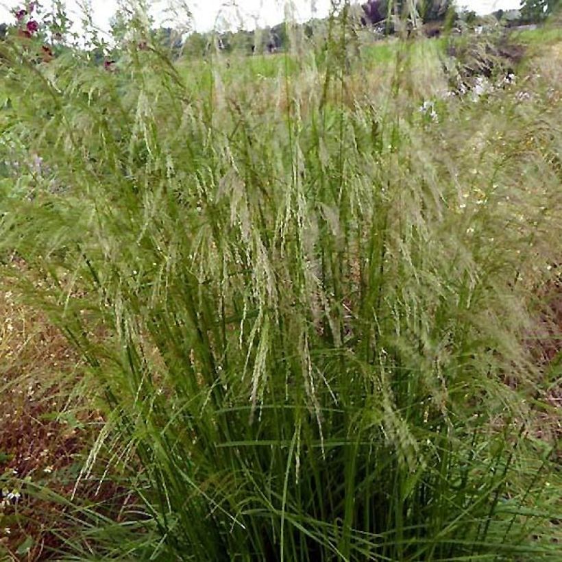 Canche cespiteuse Tauträger - Deschampsia cespitosa (Plant habit)
