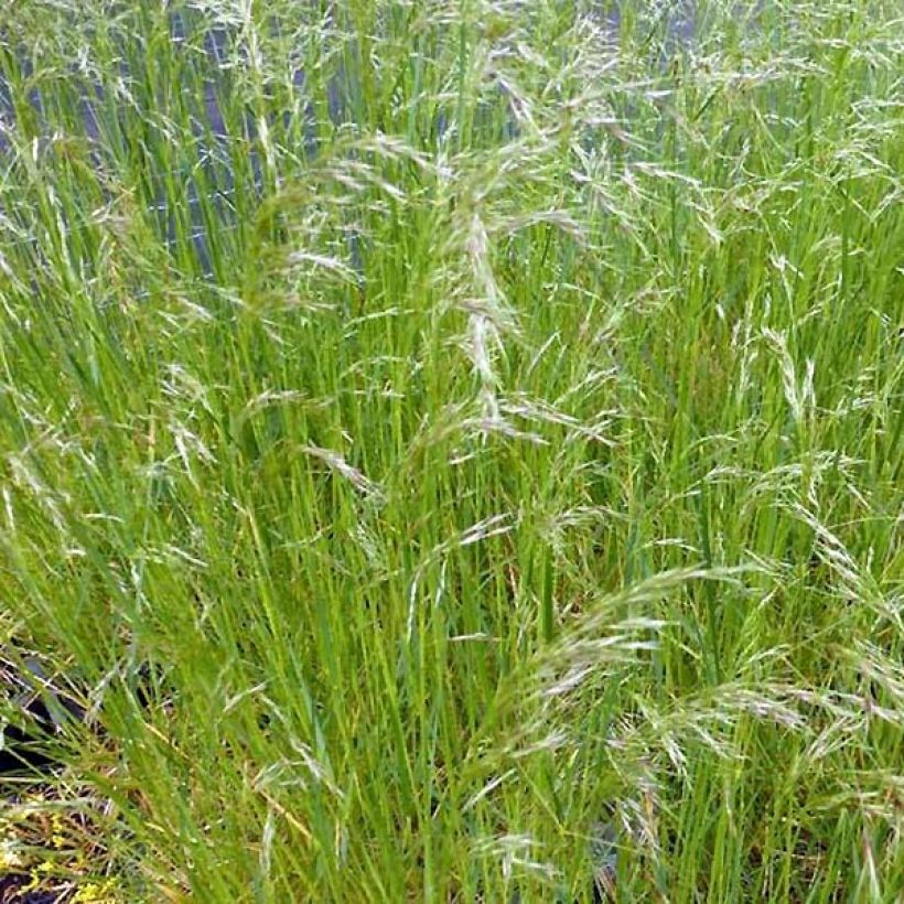 Canche cespiteuse Vivipara - Deschampsia cespitosa (Plant habit)