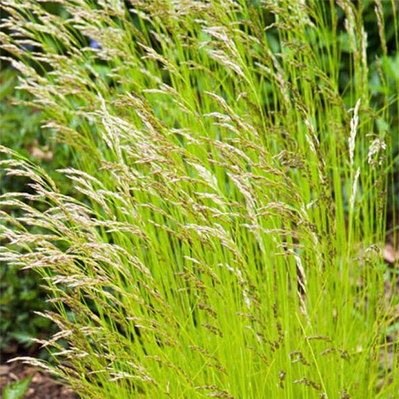 Deschampsia flexuosa Tatra Gold - Canche flexueuse (Flowering)