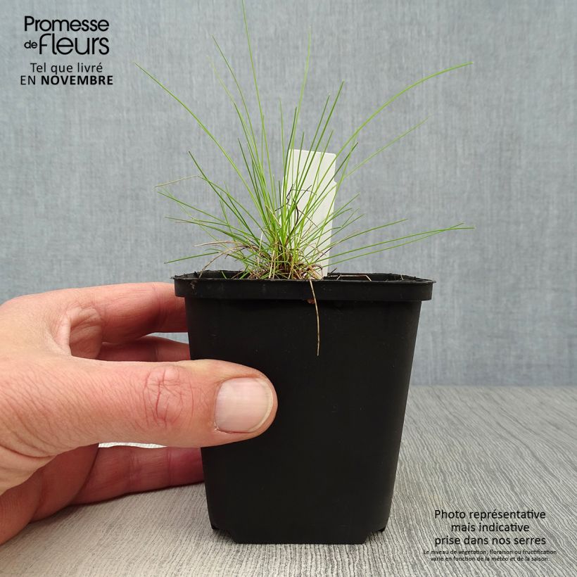 Example of Deschampsia flexuosa Tatra Gold - Canche flexueuse Godet de 8/9 cm as you get in automne
