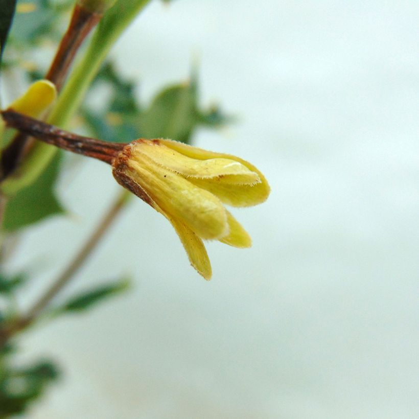 Desfontainea spinosa  (Flowering)