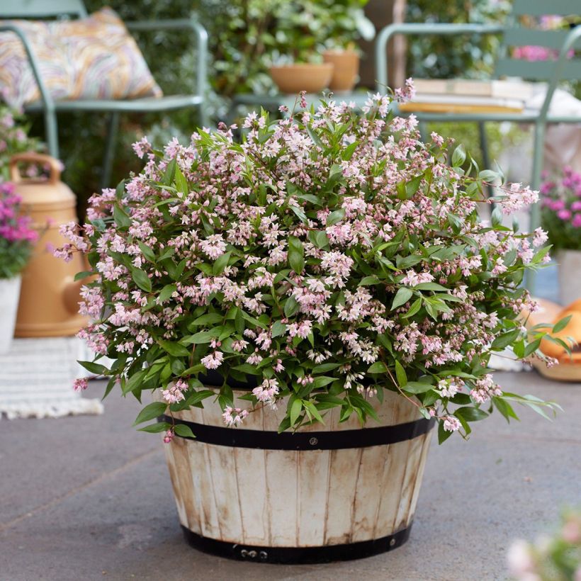 Deutzia Million Stars Pink Carpet (Plant habit)