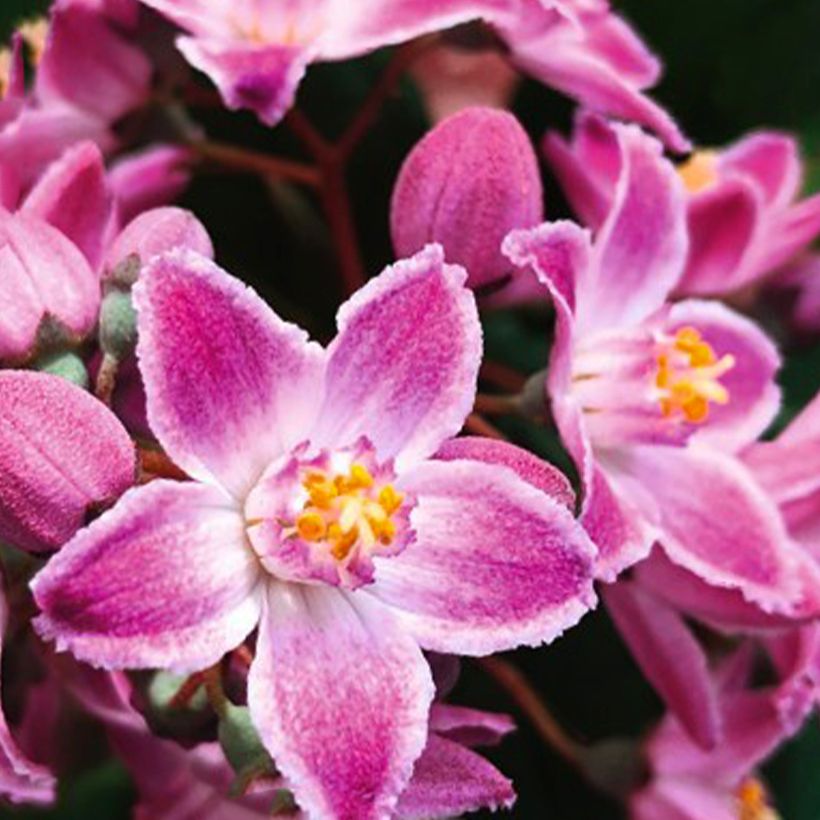Deutzia Million Stars Pink Cloud (Flowering)