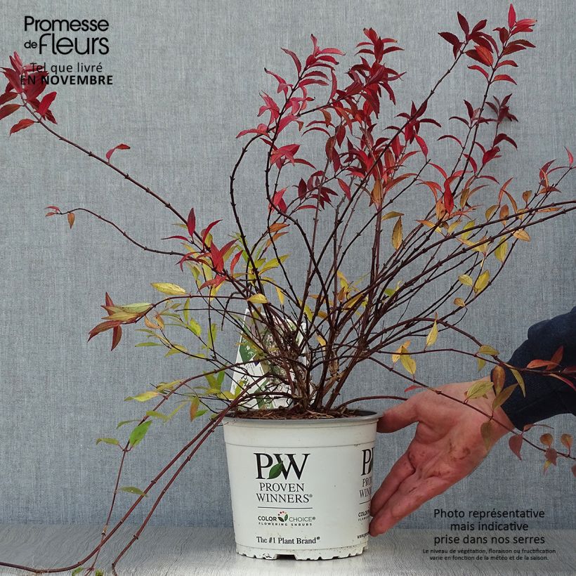 Example of Deutzia Yuki Cherry Blossom Pot de 2L/3L as you get in automne