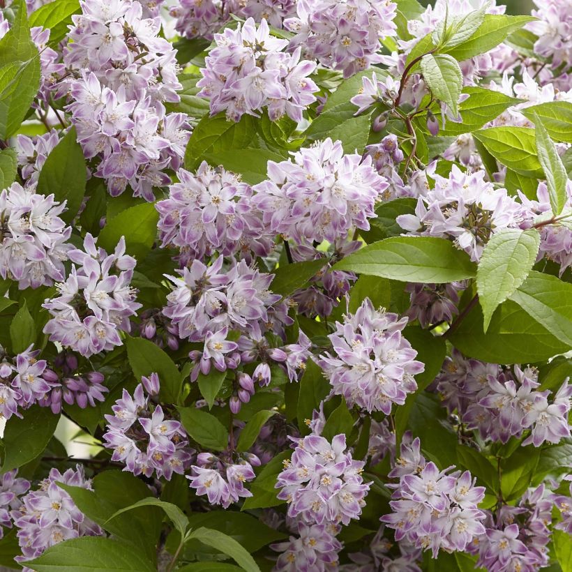 Deutzia hybride Raspberry Sundae - Deutzie (Flowering)