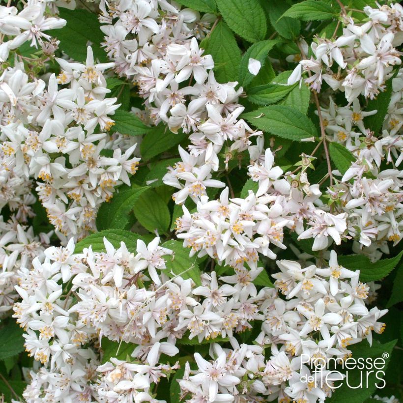 Deutzia scabra - Deutzie rude (Flowering)