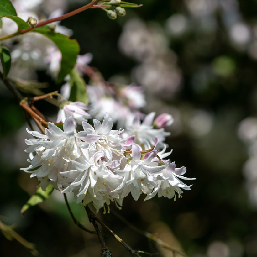 Deutzia scabra Codsall Pink - Deutzie (Flowering)