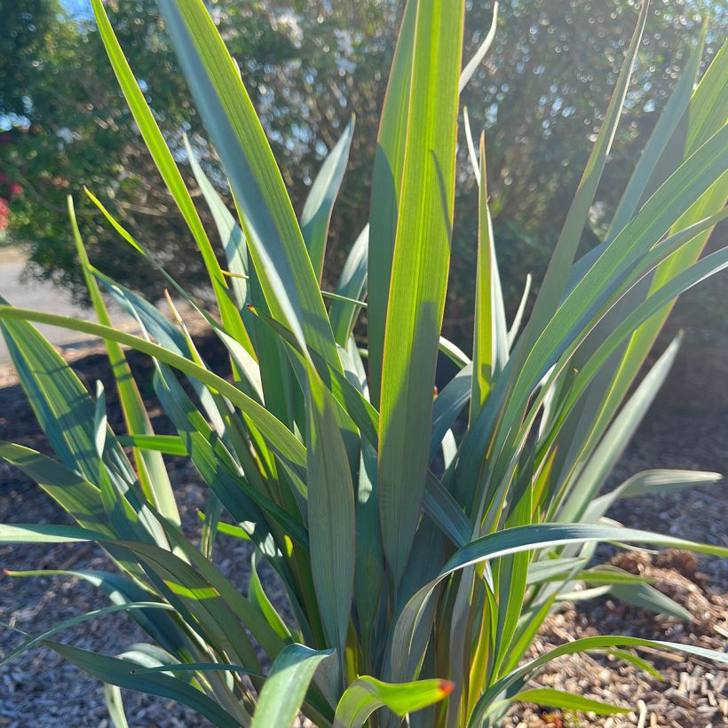Dianella revoluta Clarity Blue (Foliage)
