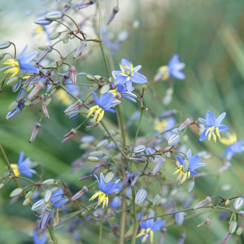 Dianella revoluta Coolvista (Flowering)