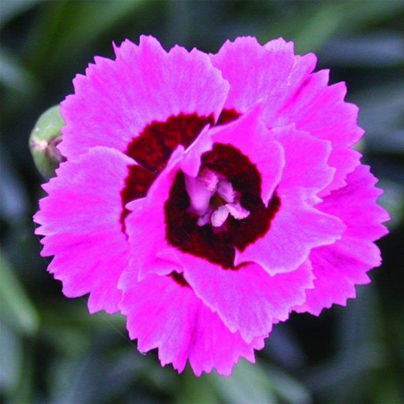 Dianthus Evening Star - Oeillet nain (Flowering)