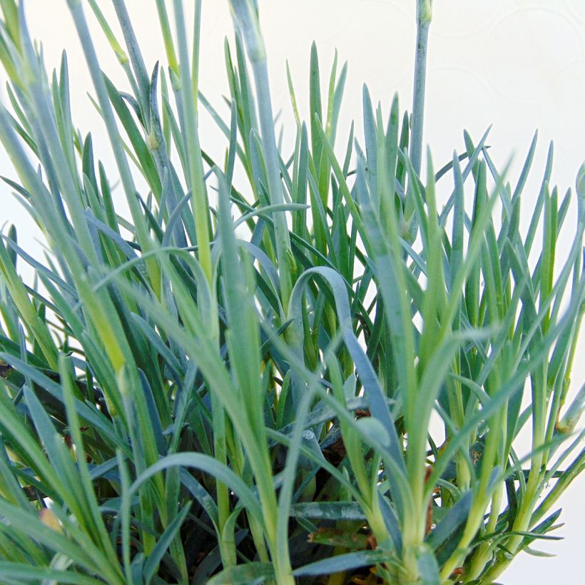 Dianthus Fusilier - Oeillet nain (Foliage)