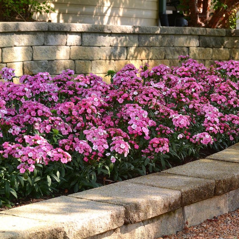 Oeillet de poète Jolt Pink Magic (Plant habit)