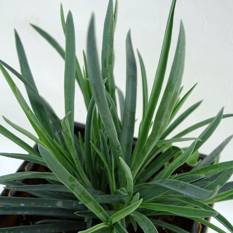 Dianthus Scent First Coral Reef - Œillet mignardise (Foliage)