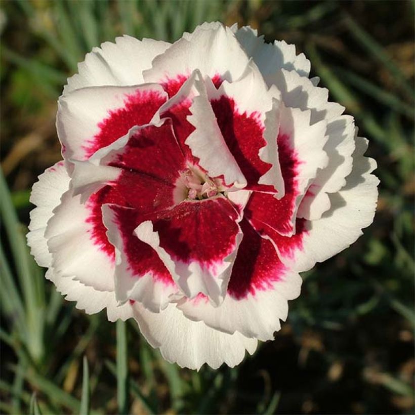 Dianthus allwoodii Alice - Oeillet mignardise rouge et blanc (Flowering)