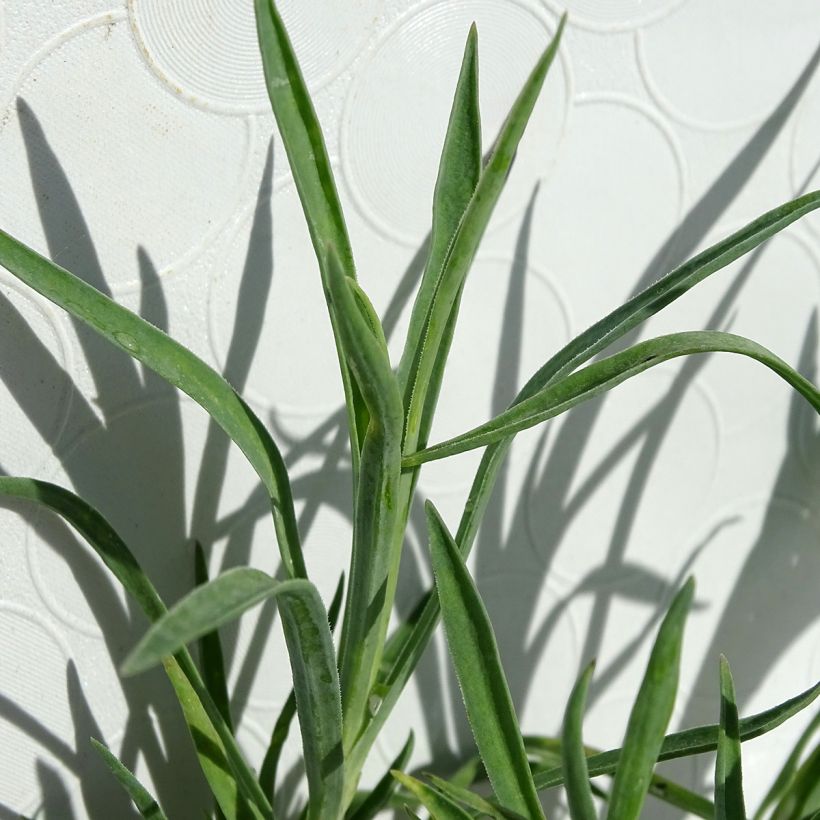 Dianthus allwoodii Alice - Oeillet mignardise rouge et blanc (Foliage)