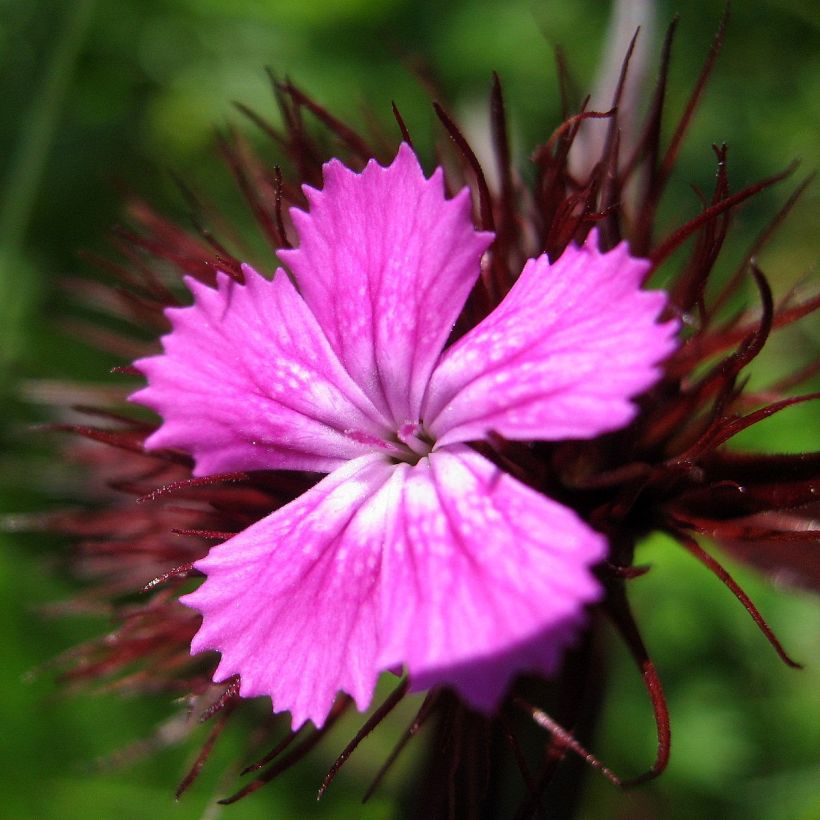 Dianthus barbatus Pink Beauty, Oeillet (Flowering)
