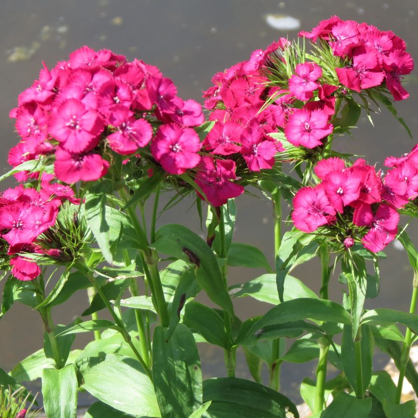 Dianthus barbatus Pink Beauty, Oeillet (Plant habit)
