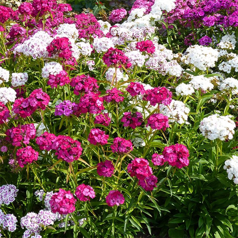 Oeillet des poètes simple Précurseur à couper - Dianthus barbatus (Flowering)