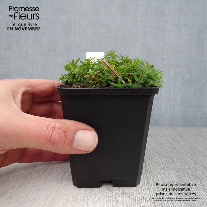Example of Dianthus deltoides Albiflorus - Oeillet des landes Godet de 8/9 cm as you get in automne