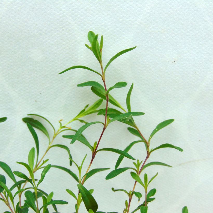 Dianthus deltoides Flashing Light - Oeillet des landes (Foliage)