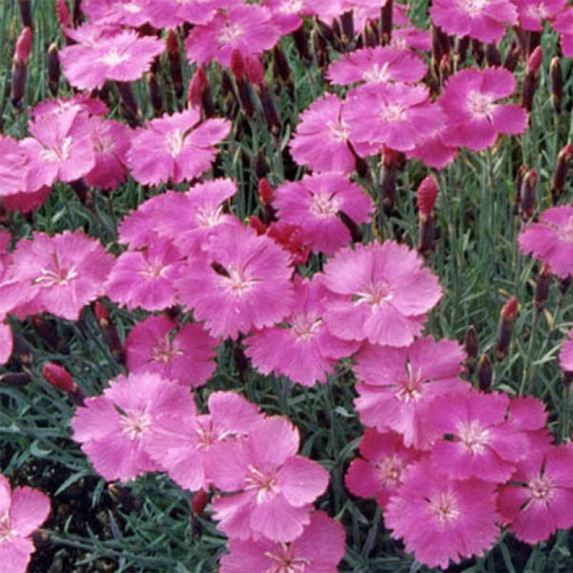 Dianthus gratianopolitanus Eydangeri - Oeillet de pentecôte (Flowering)