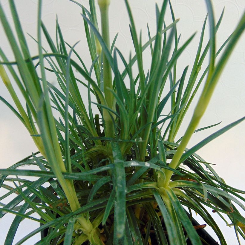 Dianthus plumarius Cranmere Pool - Oeillet mignardise (Foliage)