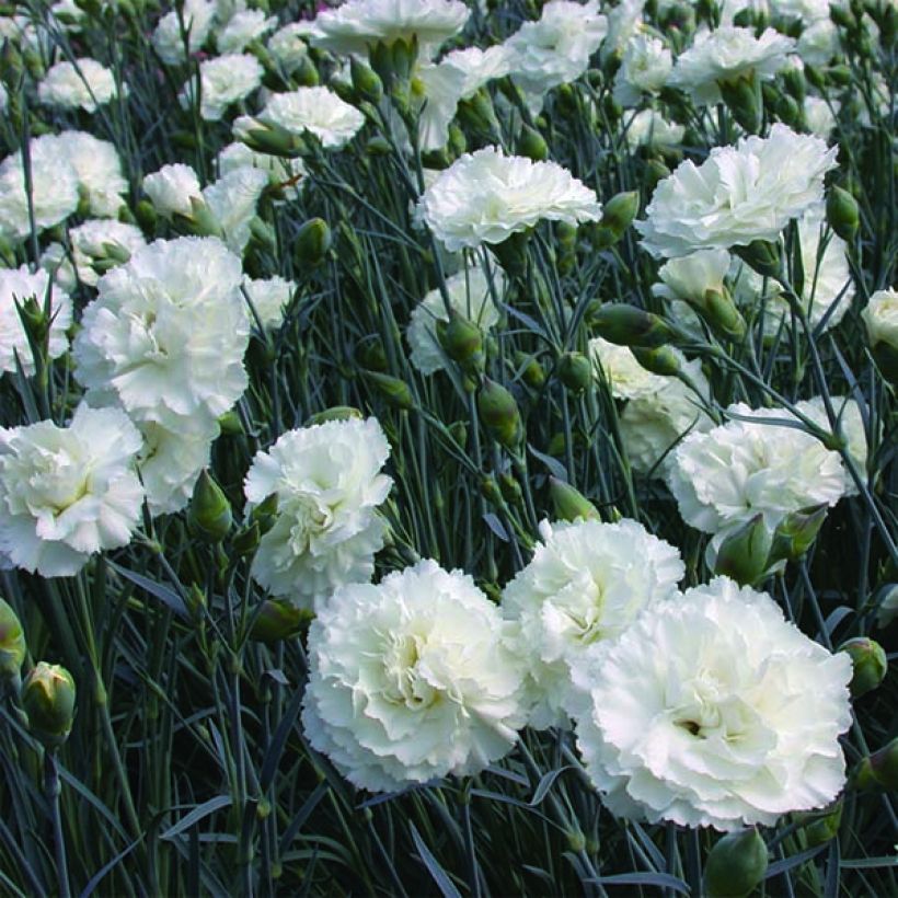 Dianthus plumarius Devon Dove - Oeillet mignardise. (Flowering)