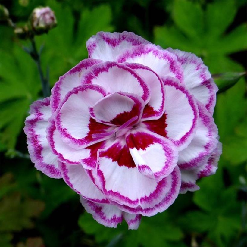 Dianthus plumarius Gran's Favourite - Oeillet mignardise (Flowering)